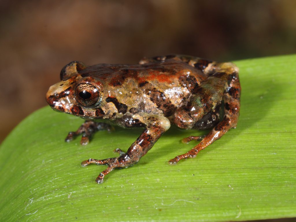 Pristimantis numbala image