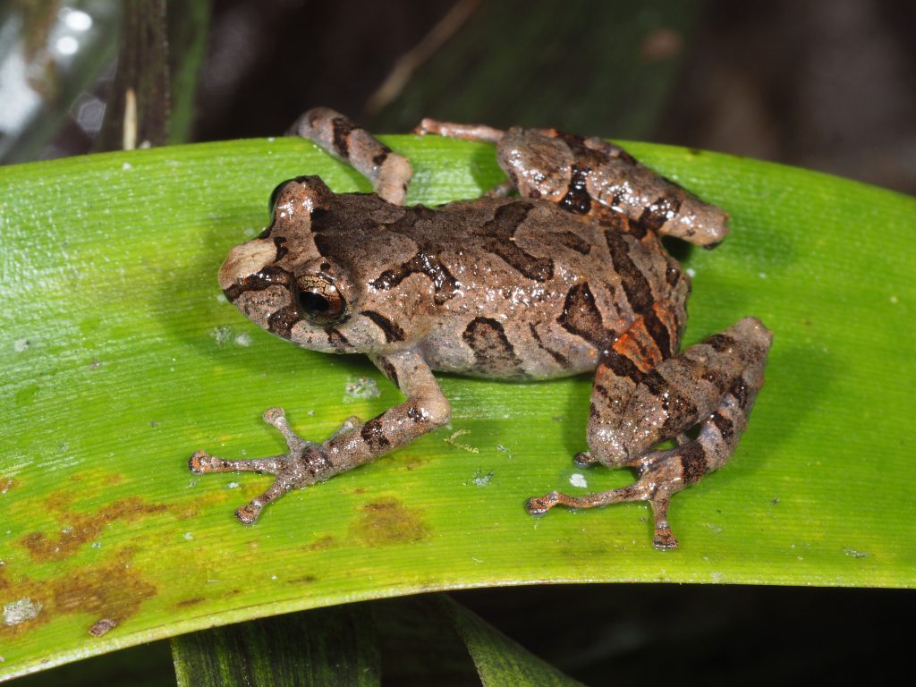 Pristimantis sagedunneae image