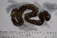 Bothrocophias lojanus image