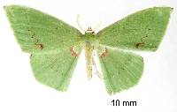 Rhodochlora roseipalpis image