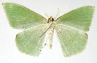 Rhodochlora roseipalpis image