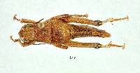 Quitus podocarpus image