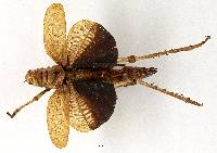 Aplatacris colorata image