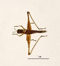 Paramastax cordillerae image