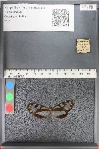 Oleria athalina image