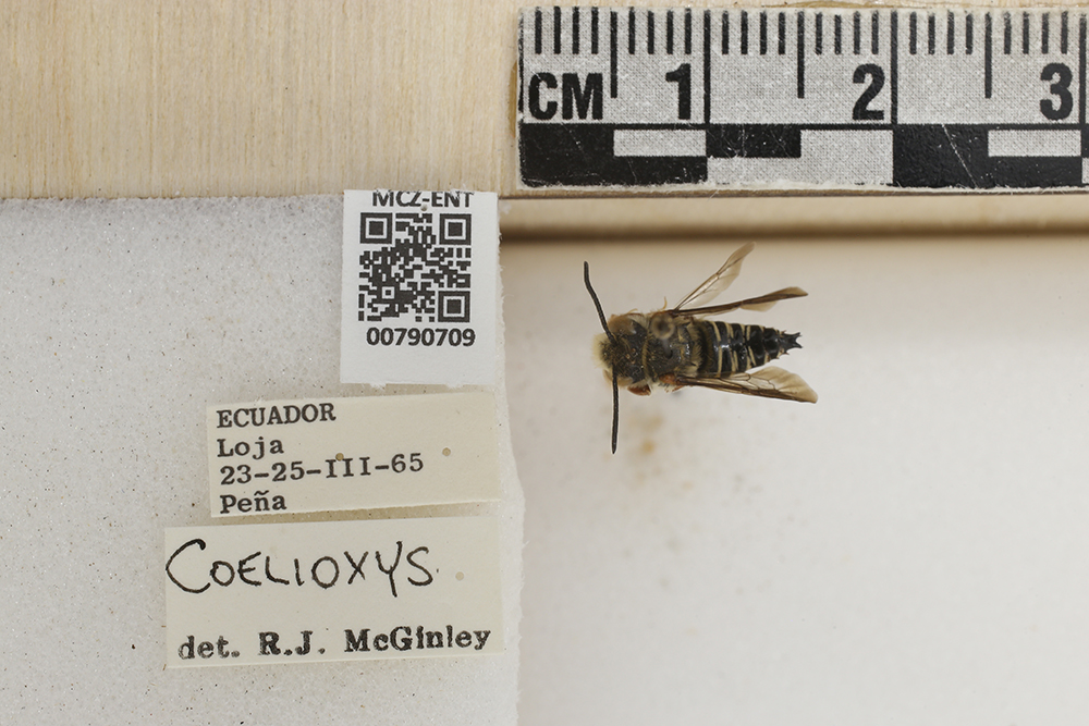 Coelioxys image