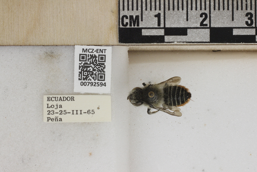 Megachilidae image