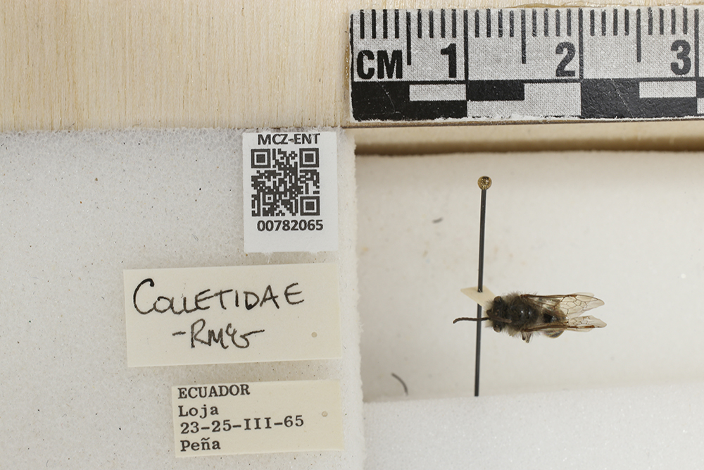 Colletes image