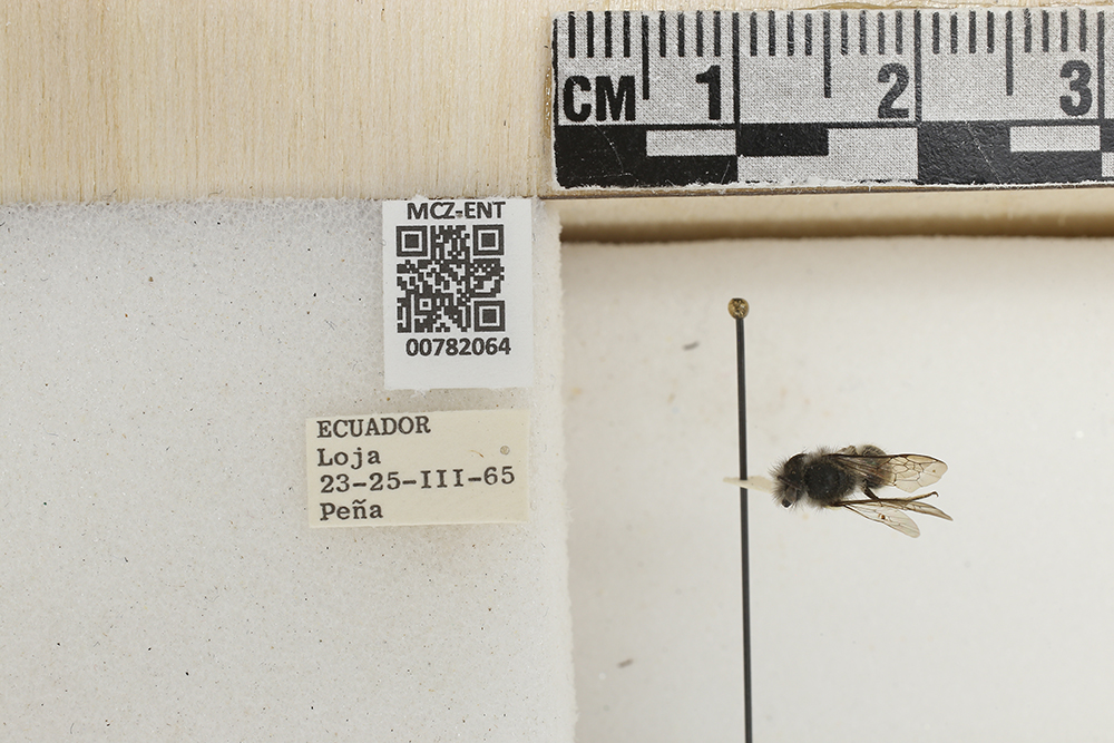 Colletes image