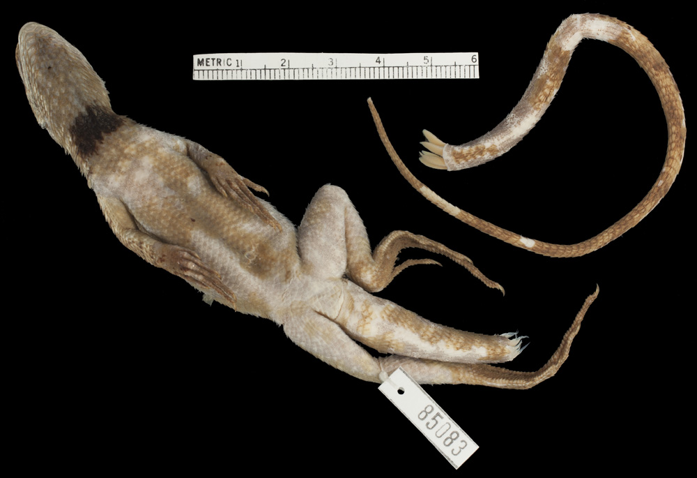 Stenocercus limitaris image