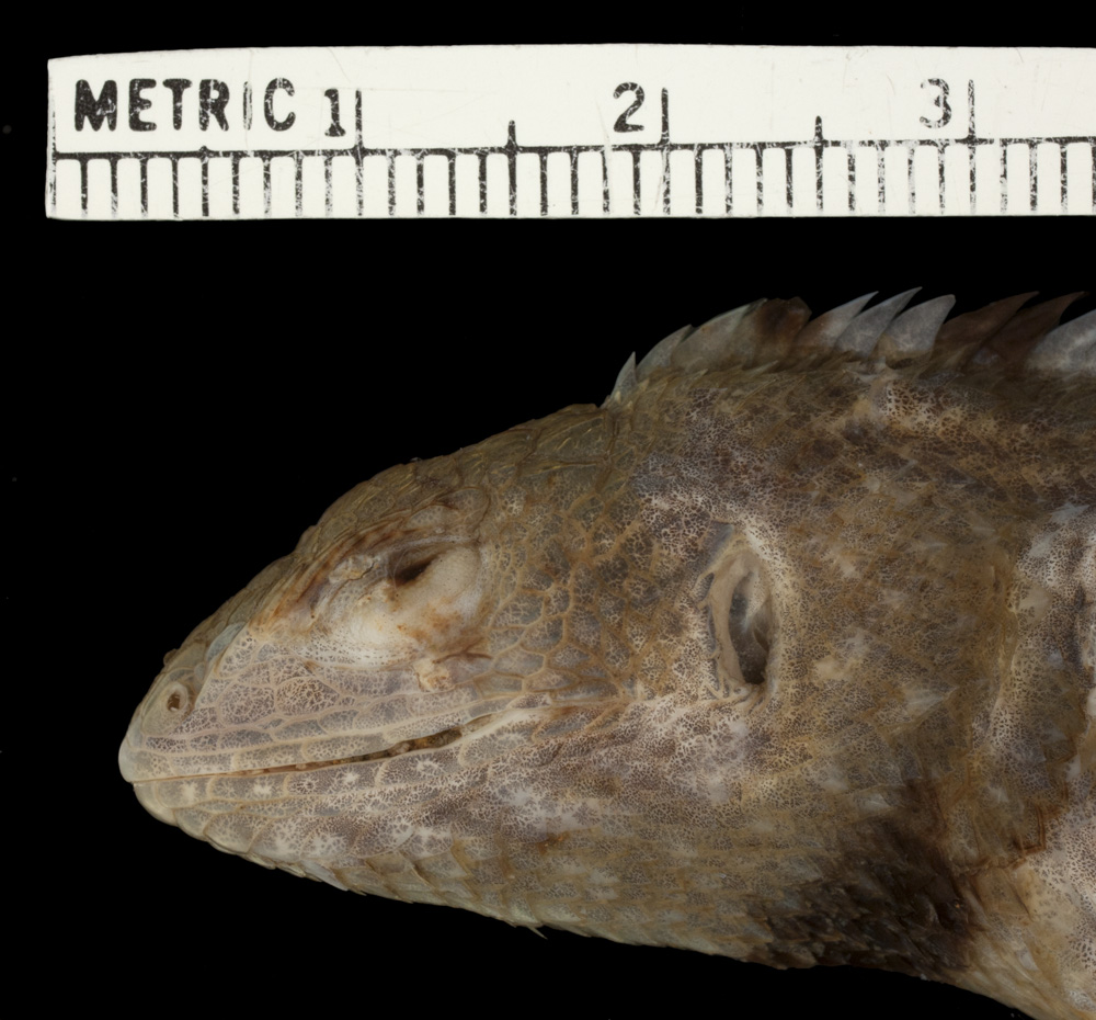 Stenocercus limitaris image