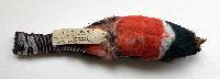 Trogon collaris image