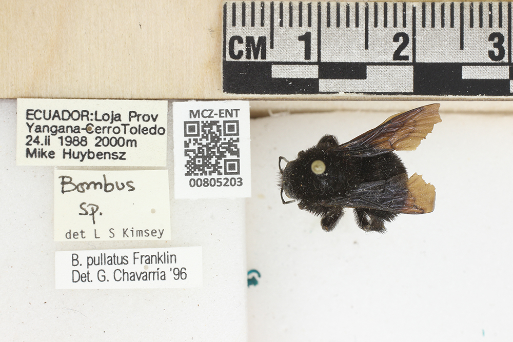 Bombus pullatus image