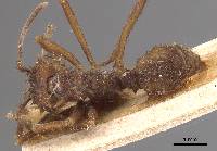 Image of Acromyrmex coronatus