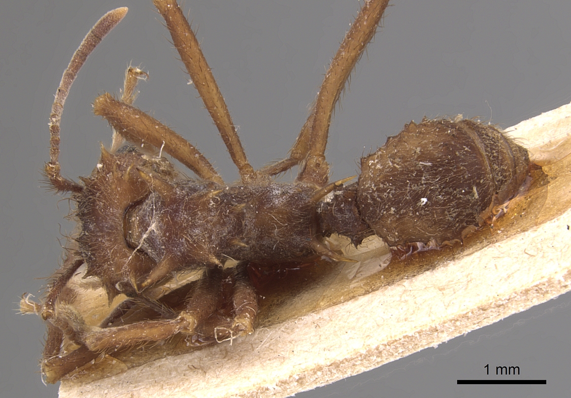 Acromyrmex image