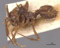 Acromyrmex coronatus image