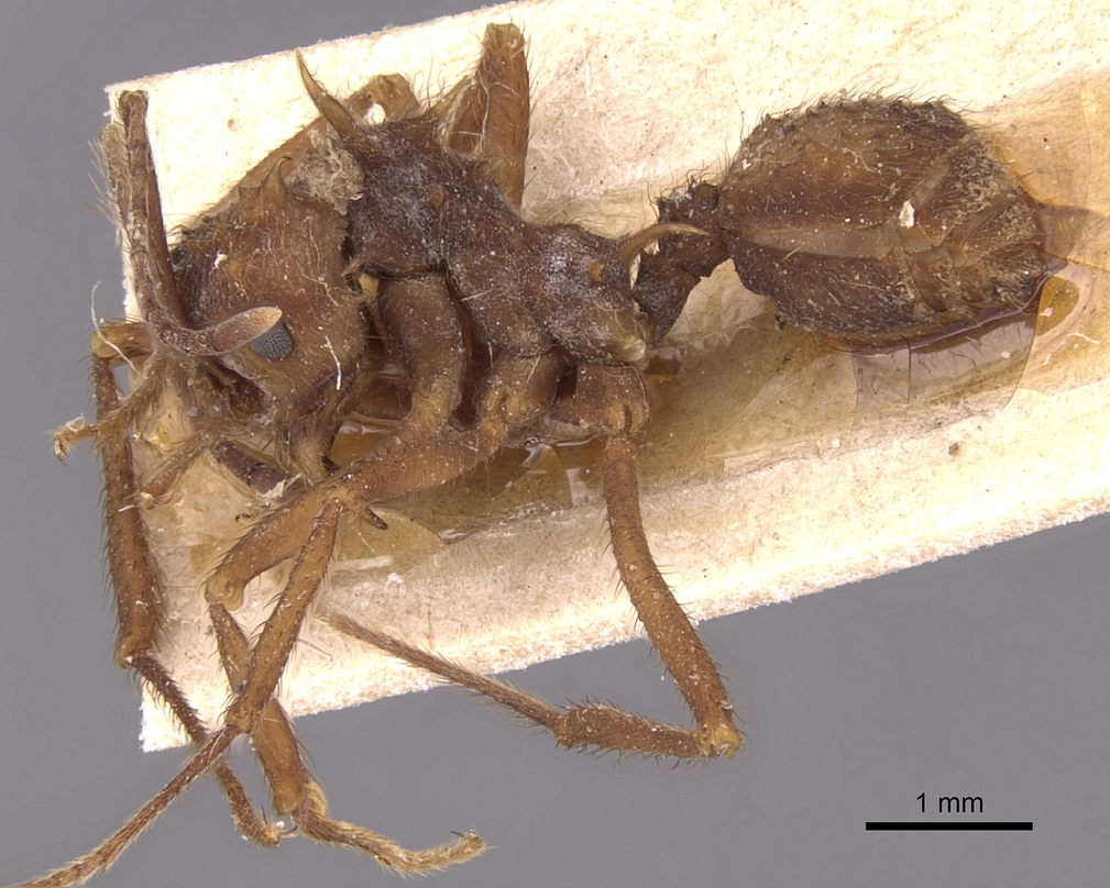 Acromyrmex coronatus image