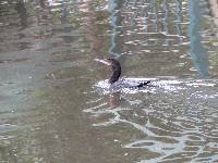 Phalacrocorax brasilianus image