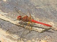 Sympetrum gilvum image