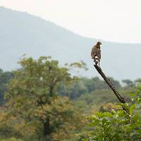 Buteogallus meridionalis image