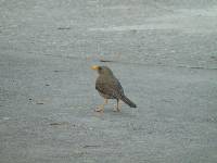 Turdus chiguanco image