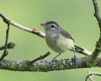 Vireo leucophrys image