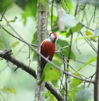 Veniliornis callonotus image