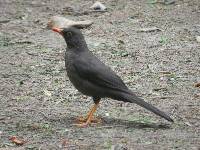 Turdus fuscater image