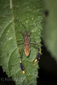 Anisoscelis (Anisoscelis) discolor image