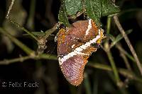 Siproeta epaphus image