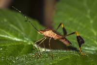 Anisoscelis (Anisoscelis) discolor image