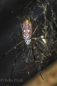 Trichonephila clavipes image