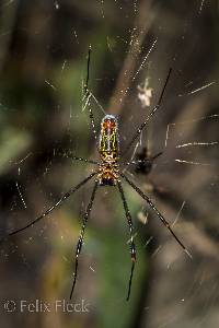 Trichonephila clavipes image