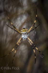 Argiope argentata image