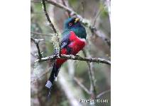 Trogon personatus image