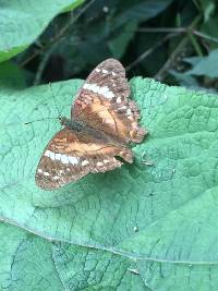 Anartia amathea image