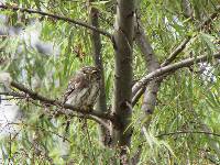 Glaucidium peruanum image