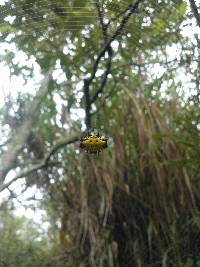 Gasteracantha cancriformis image