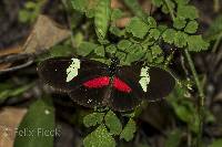 Heliconius himera image