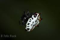 Gasteracantha cancriformis image