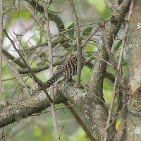 Campylorhynchus fasciatus image