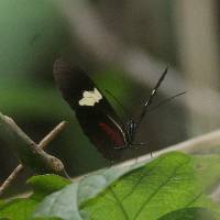 Heliconius himera image