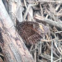 Parapedaliodes parepa image