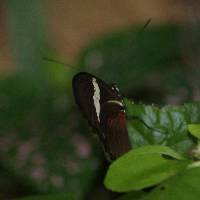 Heliconius himera image