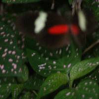 Heliconius himera image