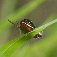 Anartia amathea image