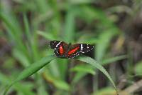 Anartia amathea image