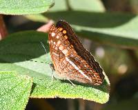 Limenitis olynthia image