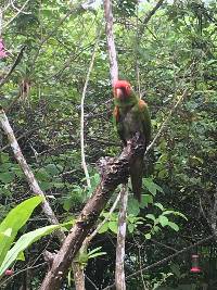 Aratinga erythrogenys image