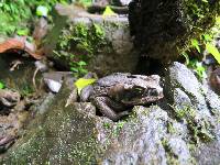 Rhinella horribilis image